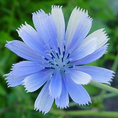 50 pieces/bag of chicory seeds, beautiful seeds of vibrant and environmentally friendly flowers for outside - Seeds.. Click, pay, receive — DIAYTAR Nigeria makes online shopping seamless.