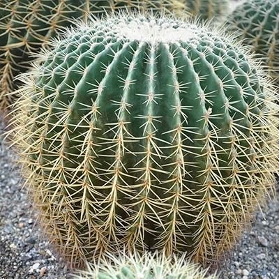 100pcs Kit of culture of Echinopsis Tubiflora for the outside Garden Bonsai.. DIAYTAR NIGERIA brings the marketplace experience online with affordable and reliable delivery service.