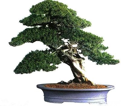 15 bonsai seeds (juniper nervous) perennial natural plants.. DIAYTAR NIGERIA provides endless shopping possibilities with affordable prices and prompt delivery service.