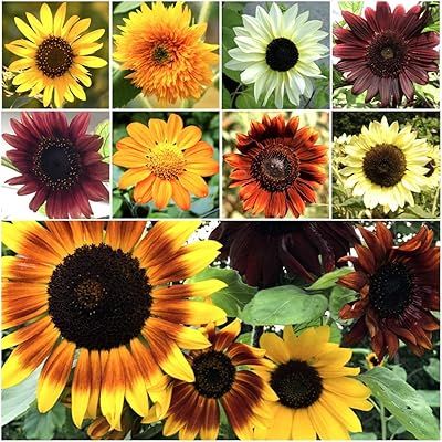 Sunflower seeds for the bulk package of 500 seeds.. DIAYTAR NIGERIA brings online shopping to every Nigerian with affordable prices and reliable shipping.
