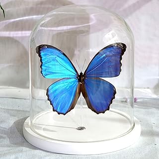 Specimen of fantastic butterfly insect, real framed butterfly, real taxidermia butterfly, giant blue morpho - real taxidermia butterfly mounted in a unique and elegant collection made by hand.. DIAYTAR Nigeria is your reliable online shopping destination offering an extensive range of products across all categories. Enjoy fast nationwide delivery in just 5 to 8 days and some of the lowest prices in the market.