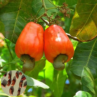 Delicious nuts of cashews of tropical fruit trees for the garden, the courtyard and the farm - cashews of cashews - 5 pieces.. Experience the ease of one-stop shopping with DIAYTAR NIGERIA's diverse catalog and nationwide delivery.
