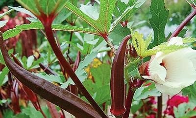 100pcs Red Gombo seeds easy to plant single planting planting effect on large.. DIAYTAR NIGERIA revolutionizes online shopping with competitive prices and reliable 5-8 day delivery.