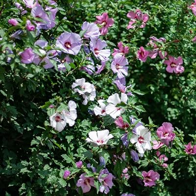 Tricolor hibiscus plant 21 cm in pot with three colors in a flower shrub pot garden plants from seeds.. Shop across categories at DIAYTAR NIGERIA with the confidence of affordable prices and delivery within 8 days.