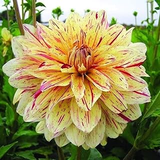 3 Dahlia bulbs of mixed colors in pot garden decoration desk.. Your go-to destination for affordable online shopping, DIAYTAR NIGERIA delivers in under 8 days.