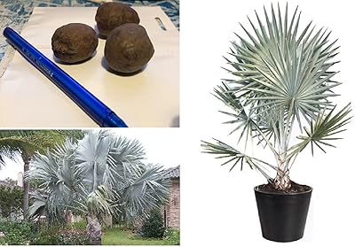 Bismarck bismarckia nobilis 3 palm tree very large seeds.. From fashion to electronics, DIAYTAR Nigeria brings it all to your doorstep — fast, easy, and affordable.