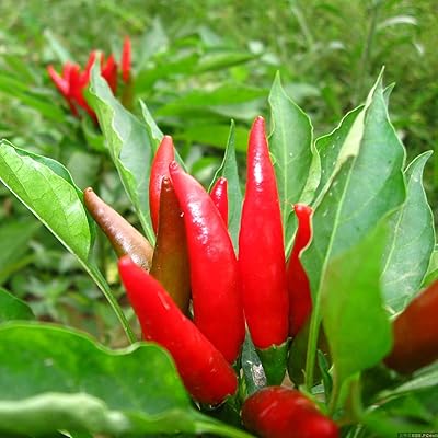 Peperoncino Piccante Annale, ornamental peperoncino, for, decoration for women, men, children, principles, gardens, making 50.. Discover shopping reimagined with DIAYTAR NIGERIA's extensive catalog and 5-8 day delivery service.