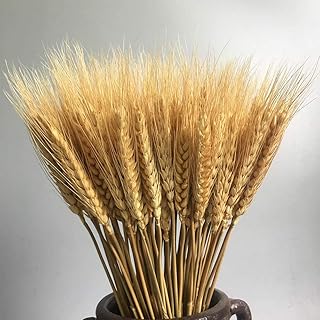 Kit of luxury golden dried dried wheat with natural jute canvas laces for crafts and lace ribbon for DIY design, corrugated package (100 pieces).. Experience the joy of discovery with DIAYTAR NIGERIA's vast catalog and nationwide affordable delivery.