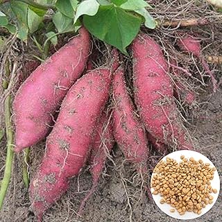 100pcs Sweet potato vegetable seeds, Sweet sweet potato seeds for average yield for home watering, patio, porch, patio, garden.. Shop smarter with Nigeria's premier e-commerce platform, featuring affordable products delivered nationwide.