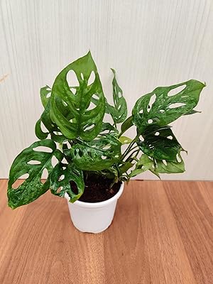 Inner plant Ceppl Monstera Obeelica (Broken Heart Philodendron) by Irving Monstera (Pot included) with fertilizer without fertilizer.. DIAYTAR NIGERIA: Transforming online retail with affordable prices and consistent 5-8 day nationwide delivery.