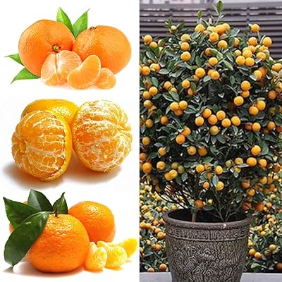 50pcs Orange seeds, orange fruits in mandarin citrus pot for garden and outdoor courtyard #50pcs.. Fast, affordable, and reliable — that’s the DIAYTAR Nigeria experience.
