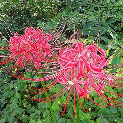 5 pieces spider pink lycoris radiata lamps with beautiful bright color new lamp effective plantation garden.. Get everything you need without leaving your home. DIAYTAR Nigeria offers a seamless shopping experience and delivers your orders quickly and reliably.