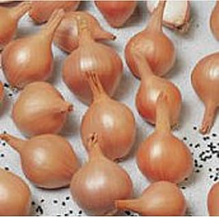 Leek seeds ambition (20+ seeds) | without GMOs of vegetable fruit herbs for planting.. A world of products at your fingertips — thanks to DIAYTAR Nigeria.
