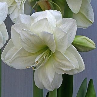 3 hipstrom lights of white flowers with amaryllis perfect for plants.. Everyday deals, every category — only on DIAYTAR Nigeria.