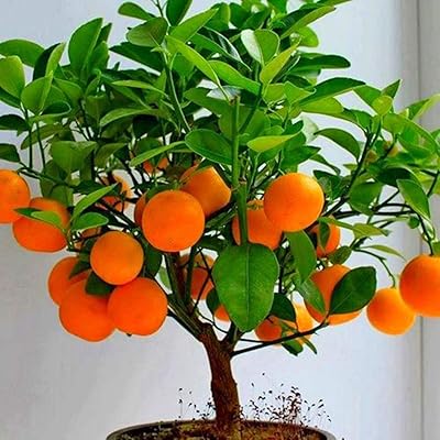 Fresh fruits seeds with 50pcs Kiwi cherry fruit seeds planting cherry bonsai for garden, patio, domestic landscape.. DIAYTAR NIGERIA brings the market to your fingertips with affordable prices and swift delivery services.