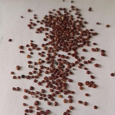 100 pieces/bags of aquatic plant seeds high germination rate easy to plant easy to handle ornamental grass green fresh green seeds of living aquarium plants for the house garden plantation of water grass seed.. DIAYTAR NIGERIA brings a world of products to your fingertips with affordable prices and quick delivery.