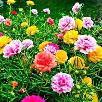 Ornamental plant seeds/ornamental flower seeds (100, Portulaca seeds).. DIAYTAR NIGERIA brings satisfaction with every purchase through affordable prices and prompt shipping.