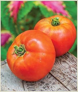 Tomato seeds, cultivate your own tomatoes, delicious and simple to plant - 100 pieces.. Experience hassle-free shopping with DIAYTAR NIGERIA's user-friendly platform and prompt delivery service.