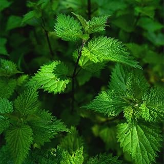 Fresh mint seeds to plant your own lunch boxes of vibrant plants strange garden plantation outdoors.. DIAYTAR NIGERIA: Your partner in affordable online shopping with dependable delivery within 8 days.