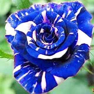 Rose seeds, 200 seeds of GMO -free flavored plants, seeds of natural fresh roses, garden supplies, blue.. Your shopping dreams realized through DIAYTAR NIGERIA's affordable platform with reliable delivery times.