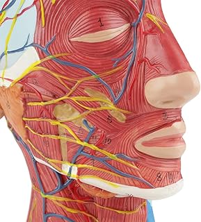 Brain model, high -resistance high -resistance PVC plastic model, visible sign for schools and hospitals for physical education.. Your everyday shopping companion, DIAYTAR NIGERIA offers unbeatable value with nationwide delivery.