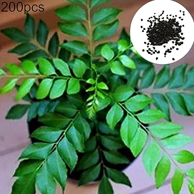 Curry tree seeds for planting and outdoor herbs, garden decoration, easy planting, garden decoration for the house - 400 rooms.. Shop the smart way with DIAYTAR NIGERIA's extensive selection and budget-friendly nationwide delivery.