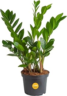 Costa Farms Zz Zamioculcas Z Plant, 10 "high, fresh out of our farm, excellent gift.. Discover the perfect balance of price and convenience with DIAYTAR NIGERIA's nationwide e-commerce platform.