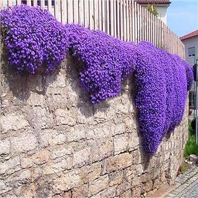 500 crawling thyme seeds, flower seeds, watercress seeds, rock seeds, perennial plants, flower seeds with persistent leaves for lawn and garden, easy to cultivate, perfect gift for gardeners.. Your favorite brands are just a click away on DIAYTAR Nigeria.