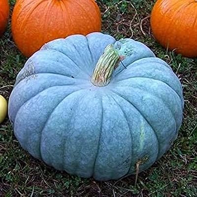 1 bag of blue pumpkin seeds, practical novel to plant annual plant pear pumpkin seeds for farm plantation, garden, outdoor courtyard 1 blue pumpkin seeds.. DIAYTAR NIGERIA: Where online shopping becomes effortless with budget-friendly nationwide delivery.
