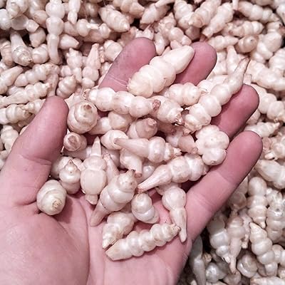 100pcs Vegetable seeds High yield rate Variety of artichoke.. Discover endless shopping possibilities at DIAYTAR NIGERIA, with budget-friendly prices and reliable delivery.