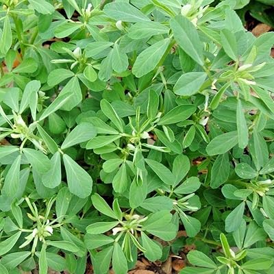Fenugreek - Trigonella Foenum Graecum grass seeds, also known as Methi, about 250 planting seeds in the garden by a heavy torch, 250 seeds.. DIAYTAR NIGERIA: Where every shopping need is met with affordable prices and timely delivery.