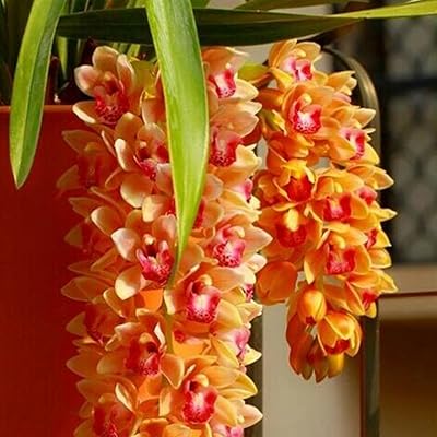 100 pieces/bag of Faberi cymbidium seeds, seeds of fresh flowers flavored with the environment respectful of the environment for the courtyard - seed.. DIAYTAR NIGERIA brings the marketplace to your home with budget-friendly prices and nationwide delivery.