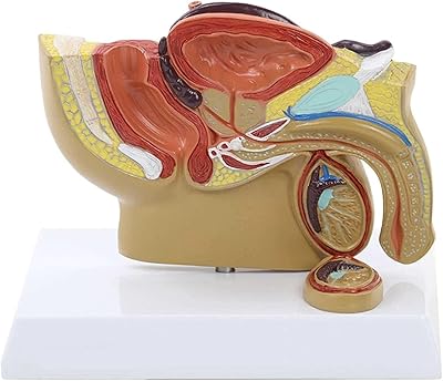 Reproductive system model, prostate model showing the bladder and testicle, model of the pelvic muscles of the male reproductive system.. Thousands of items at your fingertips — DIAYTAR Nigeria makes it happen.