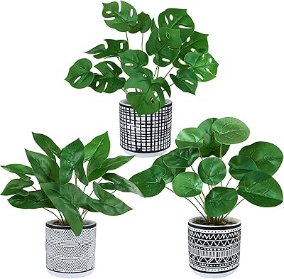 Wenlin Set of 3 small tropical plants in pot plant monstera.. Shop without boundaries at DIAYTAR NIGERIA, offering extensive variety at prices you'll appreciate.