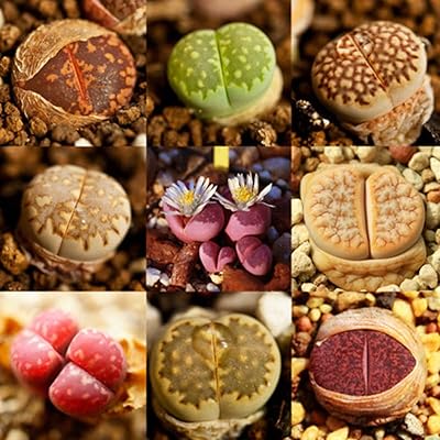 100pccs rare mixture of succulent aloe vera aloe vera sea coating lithops... DIAYTAR NIGERIA: Your partner in affordable online shopping with dependable delivery within 8 days.