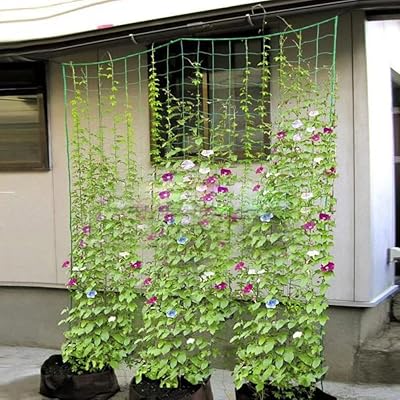 Trellis fillet for plants 1.8 m x 3.6 MFILET OF SUPPLY FOR GROTED POINTS FOR GREEN COETS, CUCUMBER, TOMATE, HARICO.. Your trusted marketplace, DIAYTAR NIGERIA offers comprehensive selection with budget-friendly delivery.