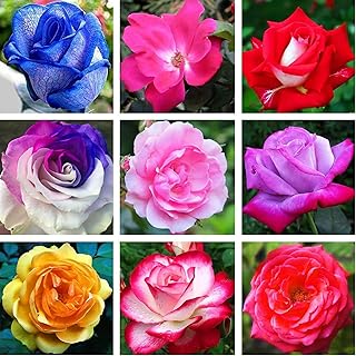 100pccs mixture of pink flowers indoor and exterior flowers new courtyard easy to grow plant seeds Mix colors.. Great products, lower prices, fast delivery — DIAYTAR Nigeria has it all.