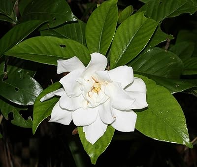 Gardenia Jasmine - very fragrant common Gardenia - 10 fresh seeds - NPWS.. DIAYTAR NIGERIA redefines convenience with our vast product selection and swift nationwide delivery.