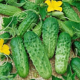 Vegetable - Cucumber Cornichon Zefir F1-30 Seeds - For Cornichon with early stripping - NPWS.. DIAYTAR NIGERIA transforms online retail with unbeatable prices and consistent delivery timeframes.