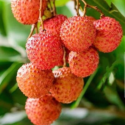 Fresh fruits seeds with 20 Litchi Litchi Litch Garden Garden Bonsai planting rare fruit trees for garden, patio, domestic landscape.. Your shopping dreams realized through DIAYTAR NIGERIA's affordable platform with reliable delivery times.