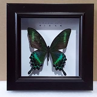 Exquisite butterfly insect specimen, a real natural taxidermia mounted under glass, 17x17 cm, handmade gift for friends for the decoration of the house.. From household needs to gadgets, DIAYTAR Nigeria has it all.