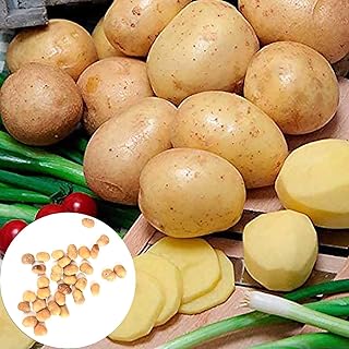 10 pieces/bag of golden potato seeds, nutritious vegetable seeds, delicious and healthy for domestic potatoes for women, men, children, beginners and gardeners.. Shop with confidence on DIAYTAR Nigeria — quality products and timely delivery.