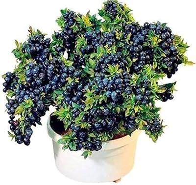Healthy green fruit plant infinite for outdoor use by Life Jamun (hybrid, package of 1).. Shop with intention at DIAYTAR NIGERIA, offering thousands of products delivered nationwide in days.