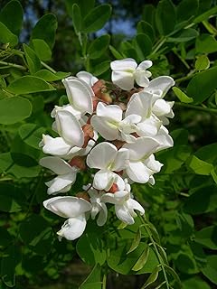 Robinia pseudoacacacia, black cod, pseudoacacacia, 5 g about 250 seeds, pioneer breeding tree.. DIAYTAR NIGERIA combines affordability, variety, and convenience with nationwide delivery services.