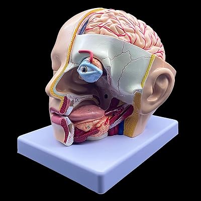 Anatomical human head model in 4 parts, actual size, transversal section of the brain, anatomy for science teaching in class, study, educational display.. DIAYTAR NIGERIA makes every purchase count with our affordable prices and reliable 5-8 day shipping.