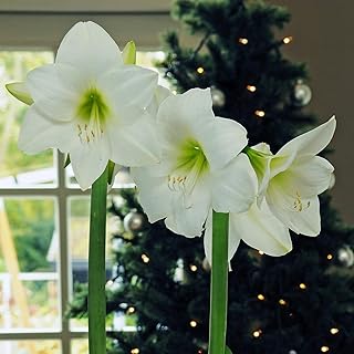 100 pieces of white amaryllis seeds.. Nigeria shops with DIAYTAR — wide selection, fast shipping, and great value.