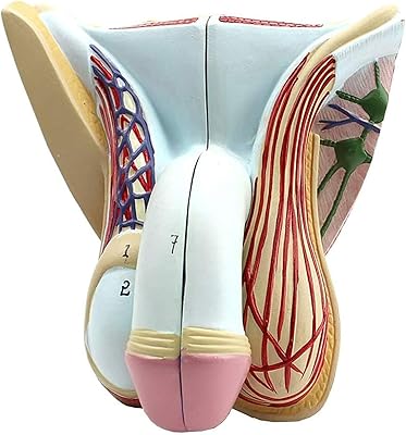 Anatomy teaching model - PVC plastic human anatomy model, male reproductive system models for medical and educational training.. Shop with confidence at DIAYTAR NIGERIA, offering thousands of products with budget-friendly shipping.
