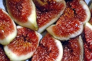100pcs Fig tree Rare Rare Tree Rare Ficus Carica Fig plantation ideal for beginner amateurs seeds of essential fruit in the garden of the house.. Shop with confidence at DIAYTAR NIGERIA, where affordability meets reliability in less than 8 days.