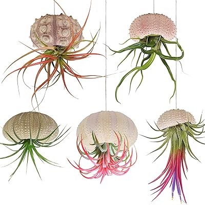 Package of 5 mini suspension jars in the shape of an orchid shell, support of a hanging air plant, cute decorative tillandsia, succulent exposure container with rustic strings for the house, the garden, the beach, the theme party, wall, interior and outdoor decoration.. Discover thousands of products on DIAYTAR Nigeria — from fashion and electronics to home goods. We guarantee quick delivery and competitive pricing across the board.
