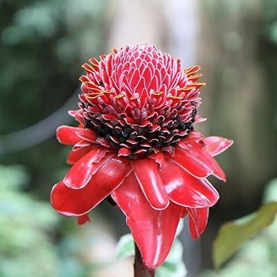 100 pieces/bag of rustic ginger with fresh humidity favoring a healthy ginger flower for the house/garden/exterior/patio/farm plantation - ginger flower.. Enjoy stress-free shopping with affordable prices on DIAYTAR Nigeria.